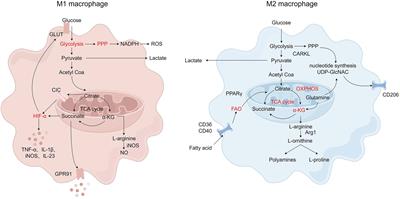 Macrophage polarization and its impact on idiopathic pulmonary fibrosis